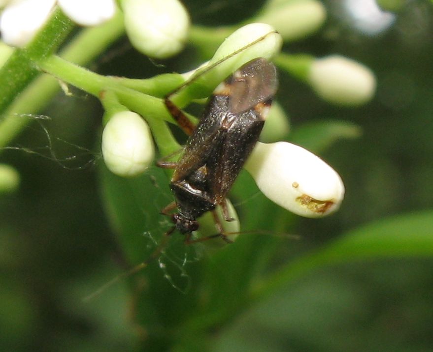 Miridae: Closterotomus biclavatus dell''Emilia
