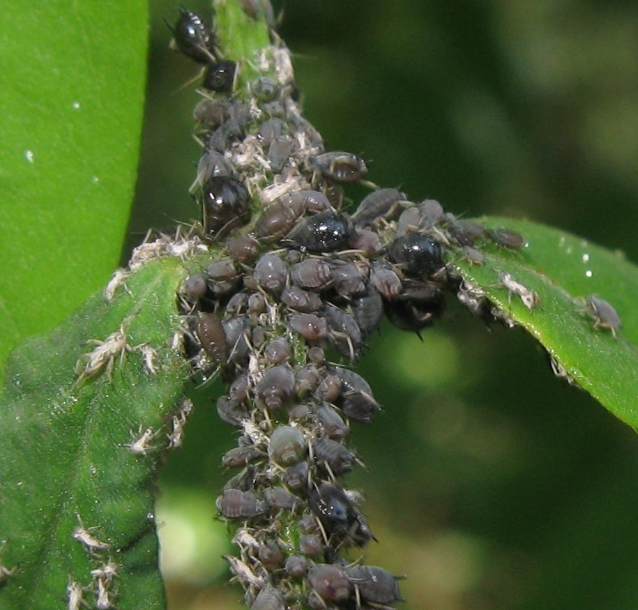 Aphis fabae? Aphis sp.