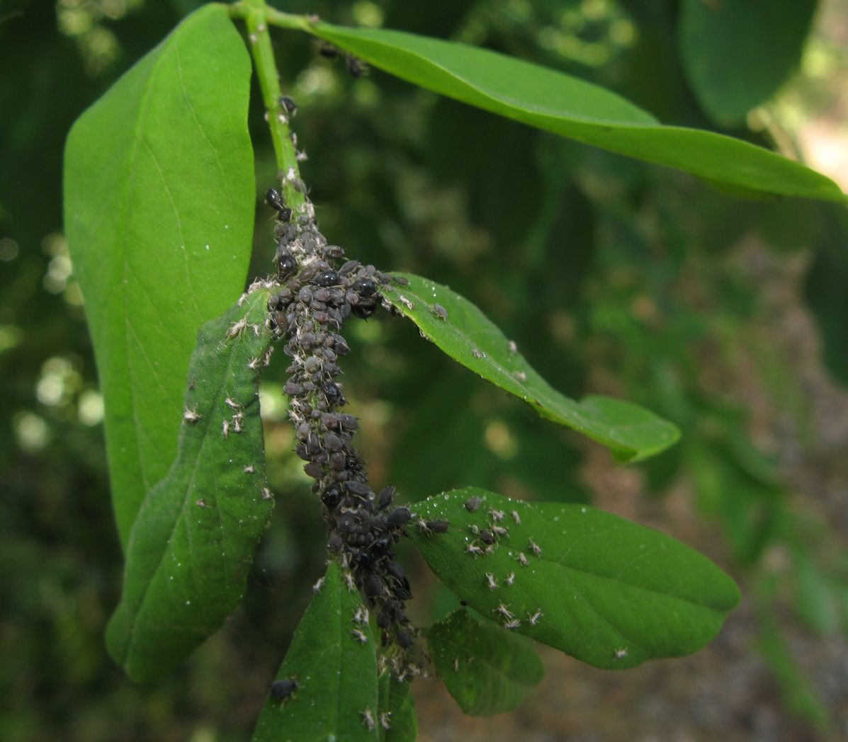 Aphis fabae? Aphis sp.