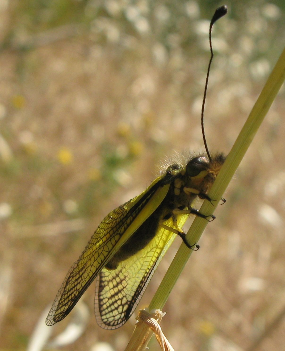 Libelloides coccajus ?