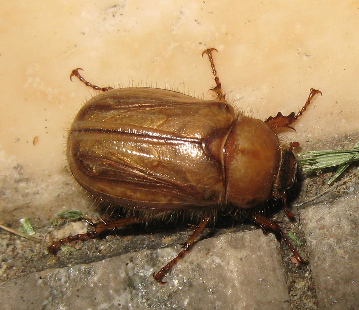 Melolonthidae da identificare