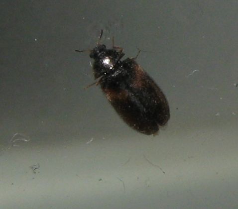 Attagenus sp. (Dermestidae)