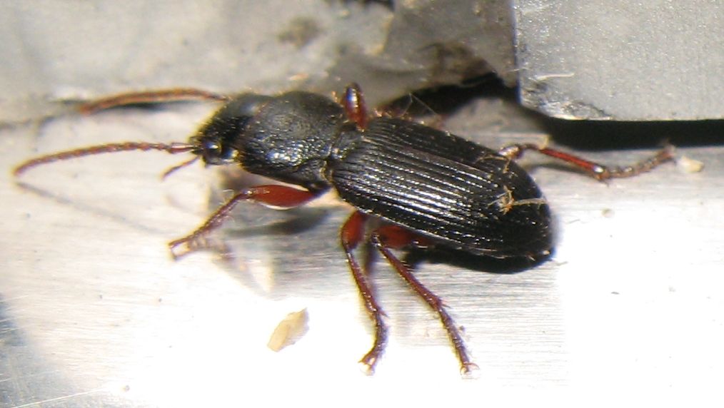 Carabidae dalle zampe rosse: Carterus fulvipes