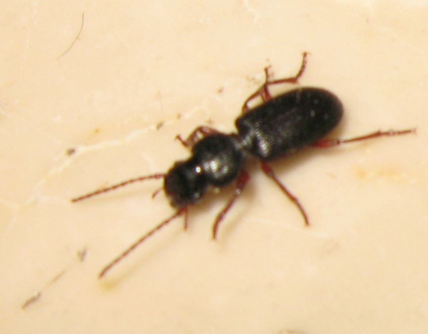 Carabidae dalle zampe rosse: Carterus fulvipes