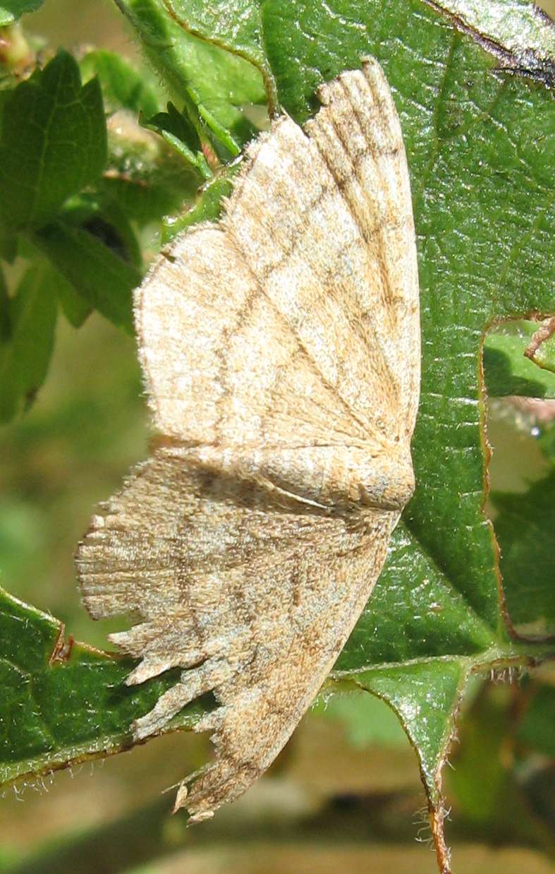 Quale Geometridae ?