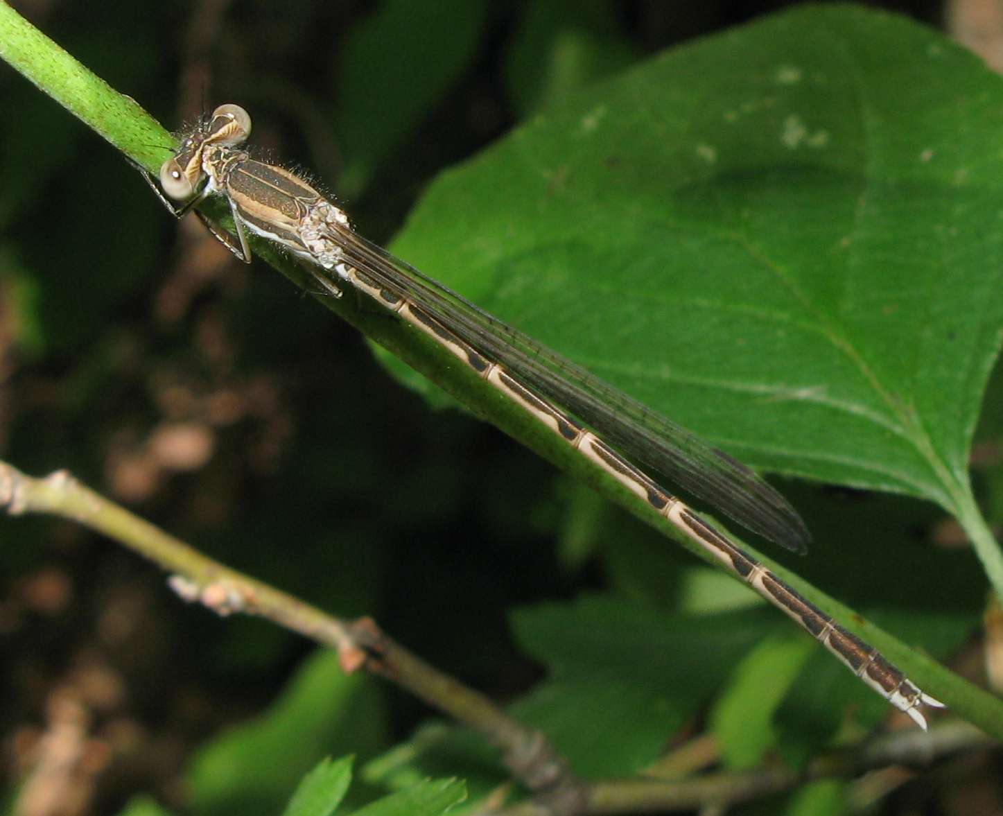 Sympecma fusca?