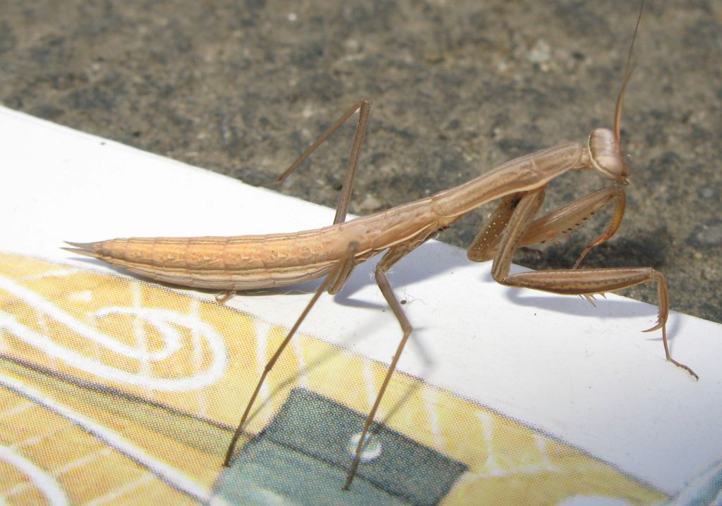 Giovane di Mantis religiosa ?