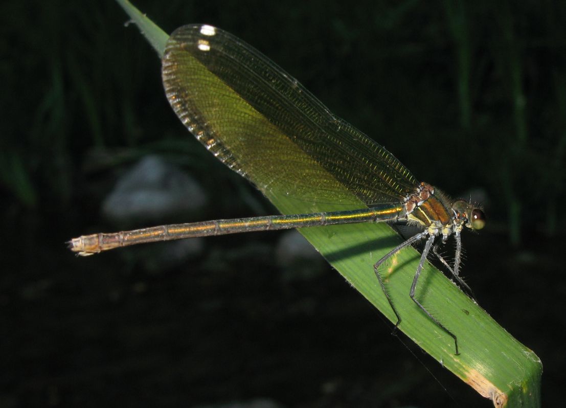 Calopteryx splendens