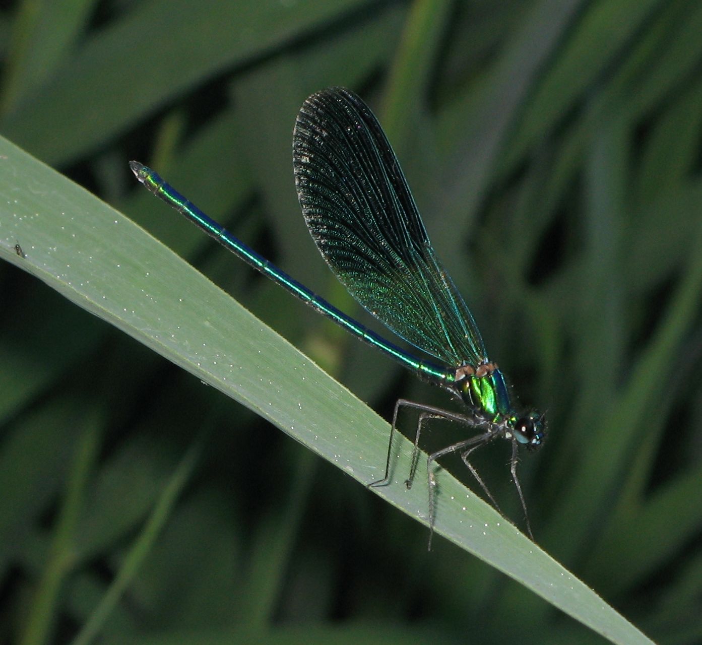Calopteryx splendens