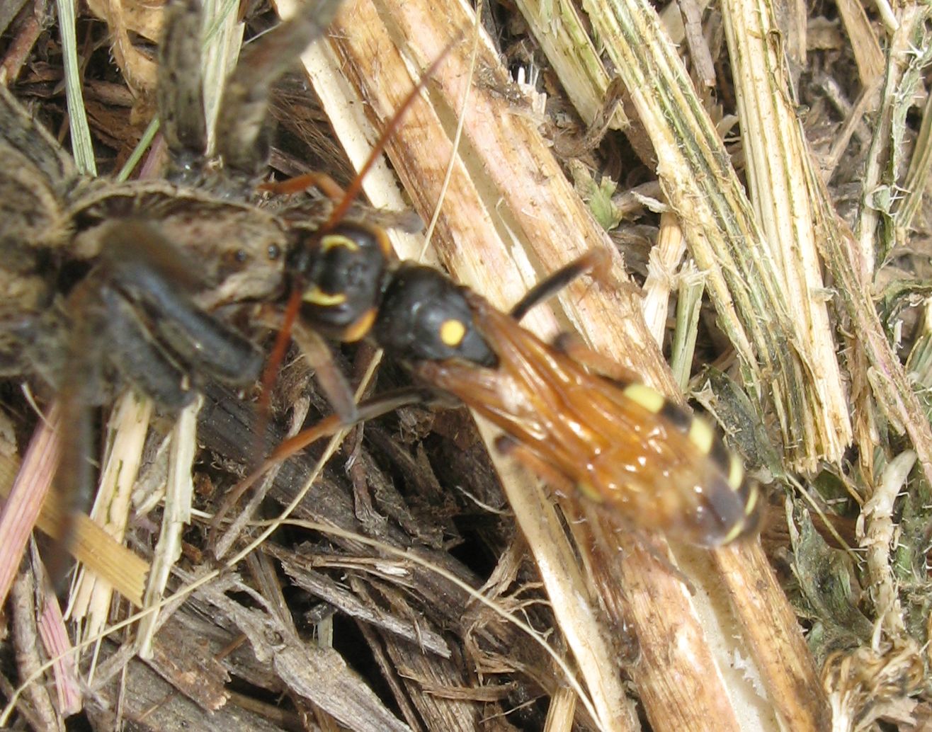 Batozonellus lacerticida? No. Cryptocheilus octomaculatus