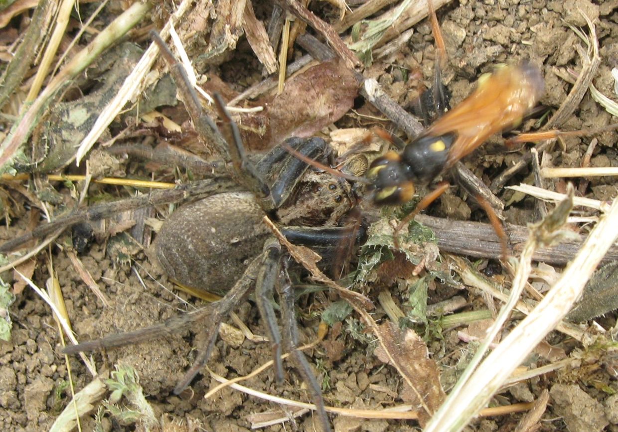 Batozonellus lacerticida? No. Cryptocheilus octomaculatus