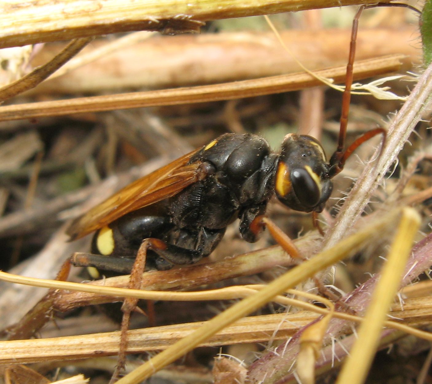 Batozonellus lacerticida? No. Cryptocheilus octomaculatus