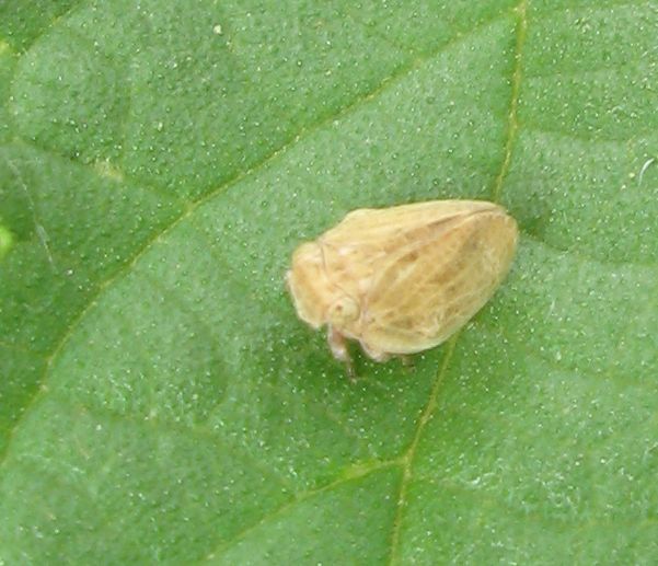 Issidae - Hysteropterum sp.?