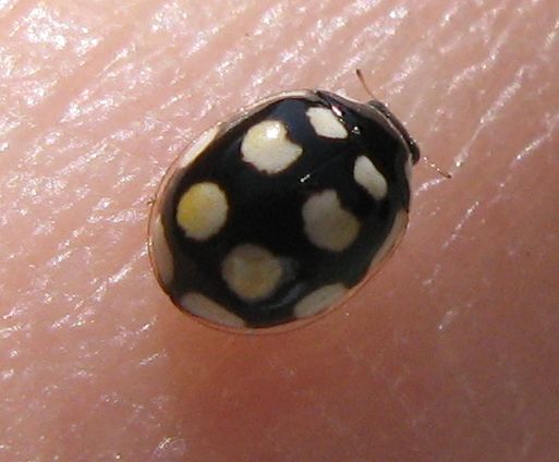 Coccinula quatuordecimpustulata ?