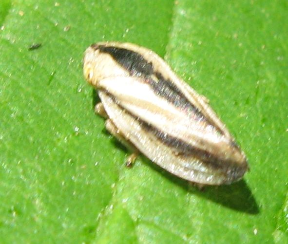 Philaenus spumarius f. trilineata