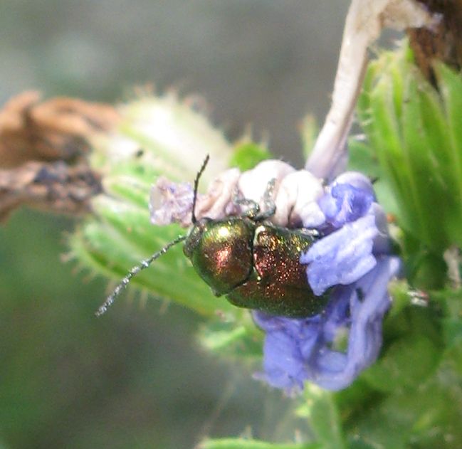 Per esperti - Cryptocephalus samniticus
