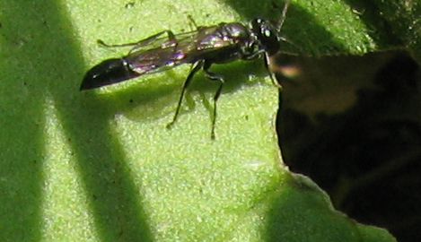 Imenotteri svolazzanti