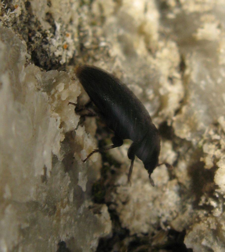 Coleottero sui gessi - Dermestes sp. (cf.) - Dermestidae