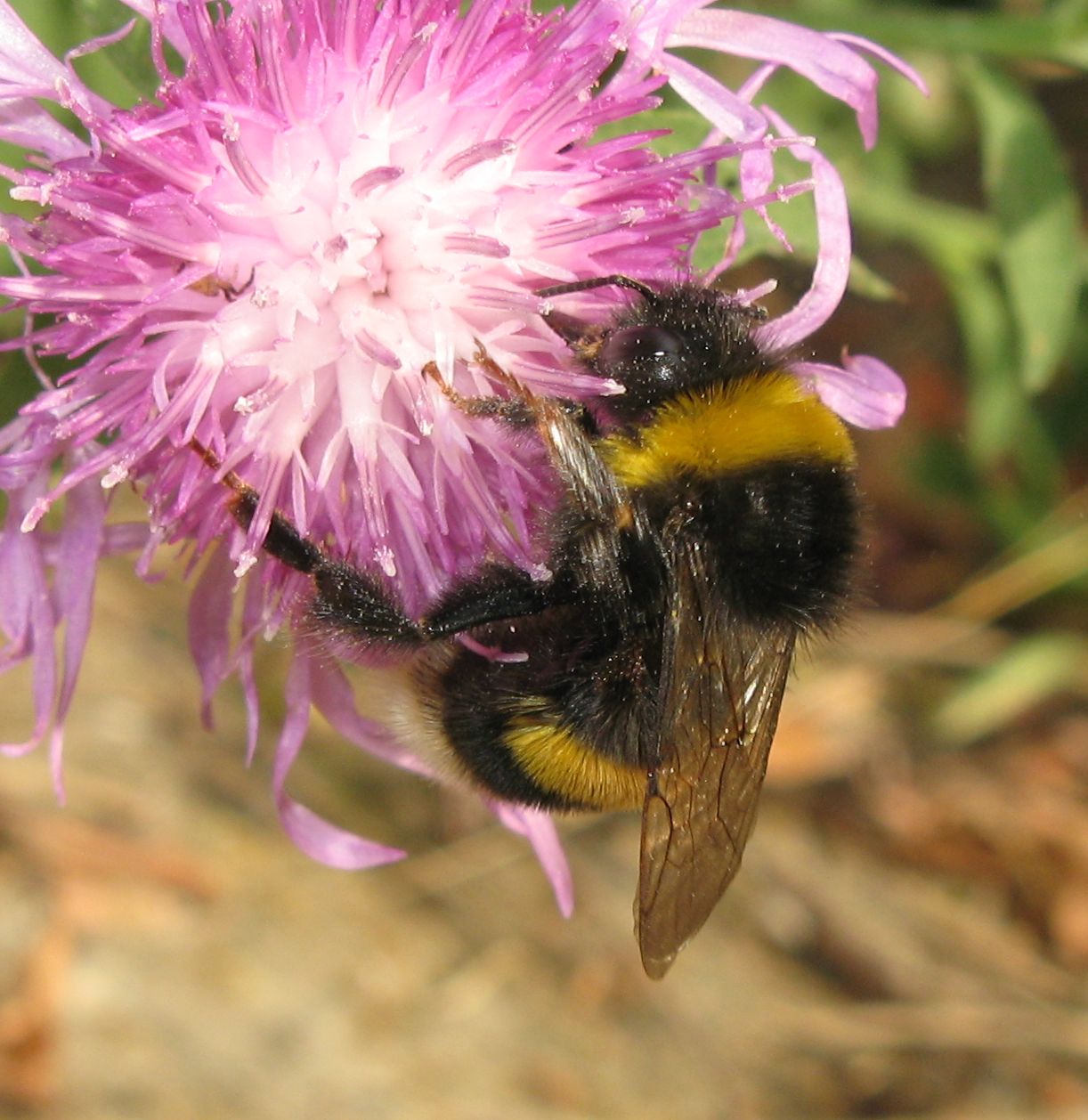 Bombus terrestris ?