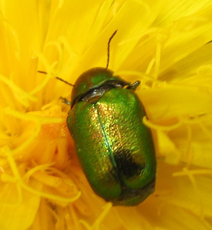 Cryptocephalus sericeus ssp. zambanellus