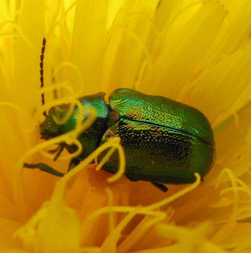 Cryptocephalus sericeus ssp. zambanellus