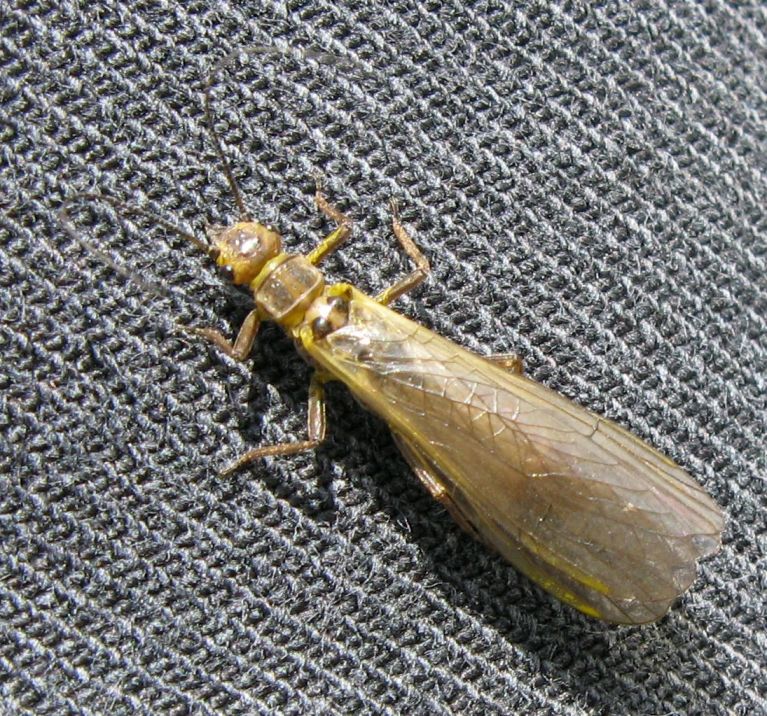 Isoperla sp. ? No, Dictyogenus sp.