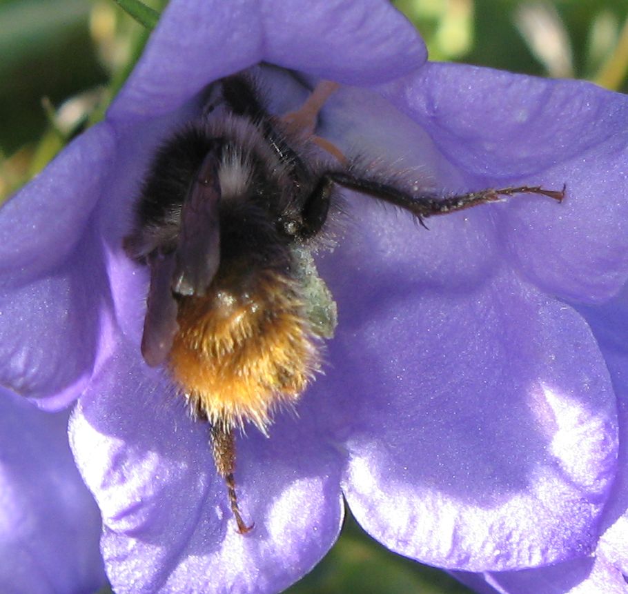 Bombus sp.