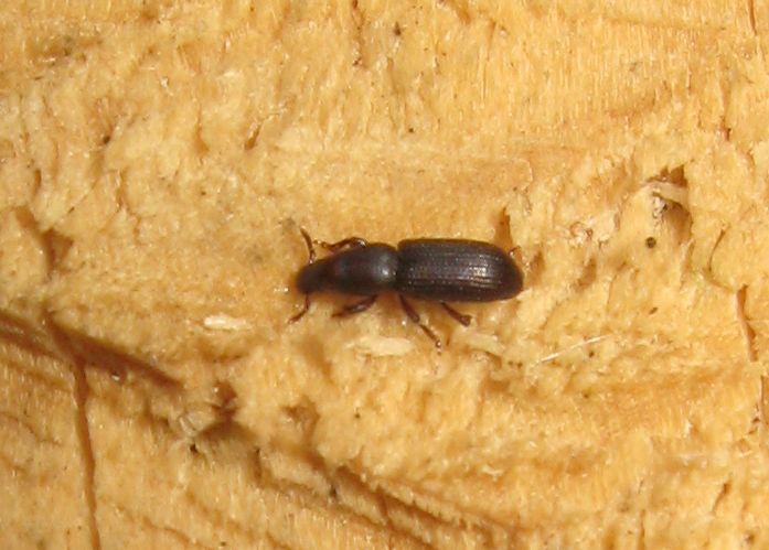 Coleottero su tronco - Rhyncolus cf. ater (Curculionidae)