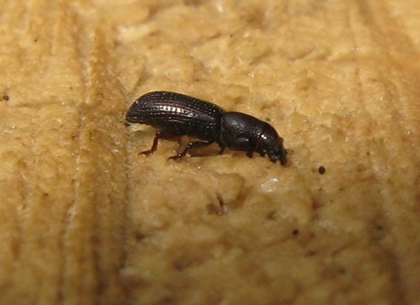 Coleottero su tronco - Rhyncolus cf. ater (Curculionidae)