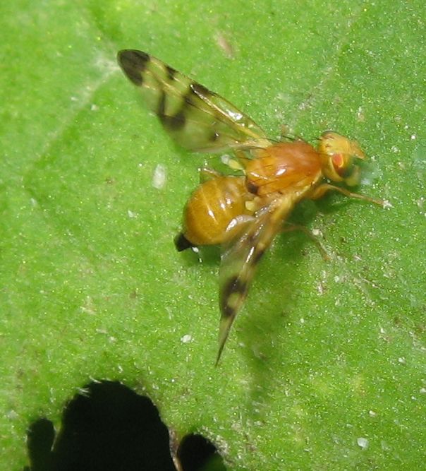 Tephritidae ?