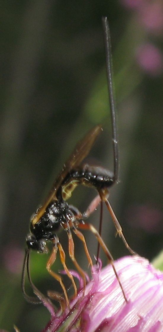 Ichneumonidae ovideponente:  cfr. Glypta sp.