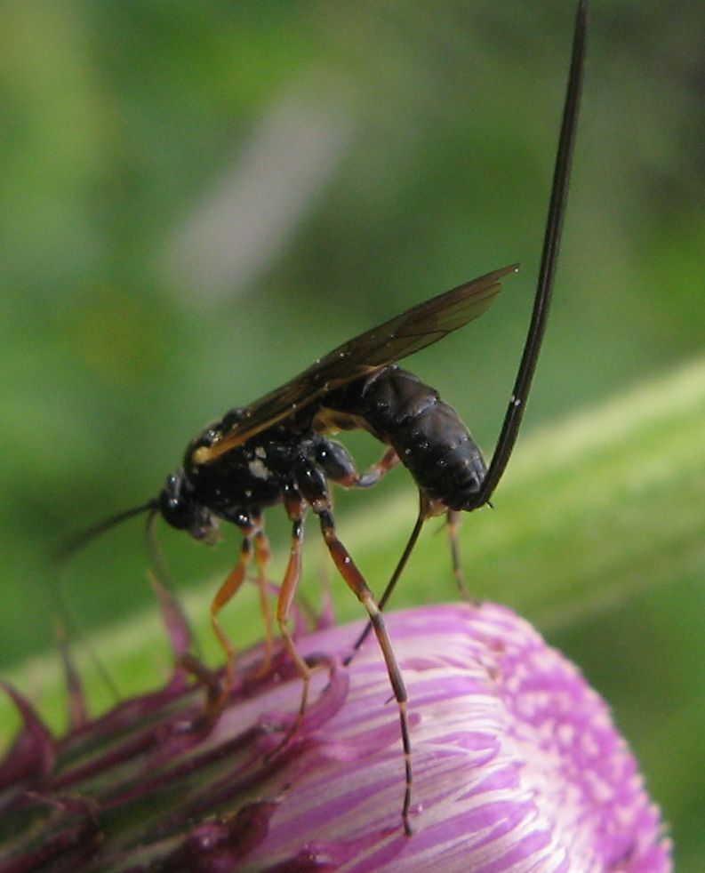 Ichneumonidae ovideponente:  cfr. Glypta sp.