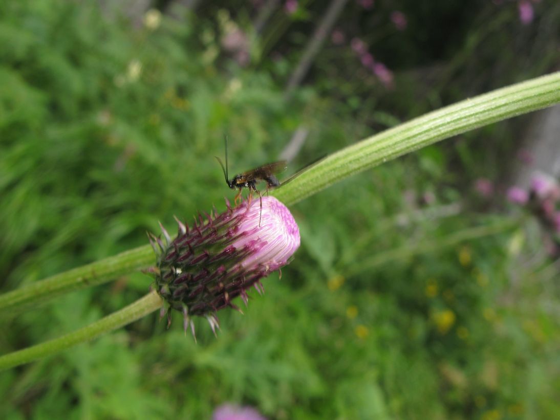 Ichneumonidae ovideponente:  cfr. Glypta sp.