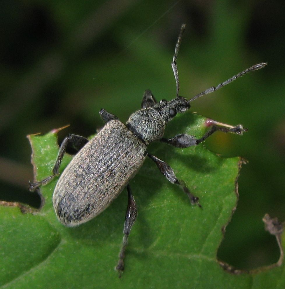 Otiorhynchus armadillo obsitus? - Phyllobius glaucus (cfr.)