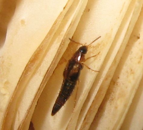 Dentro ad un fungo marcescente... Staphylinidae