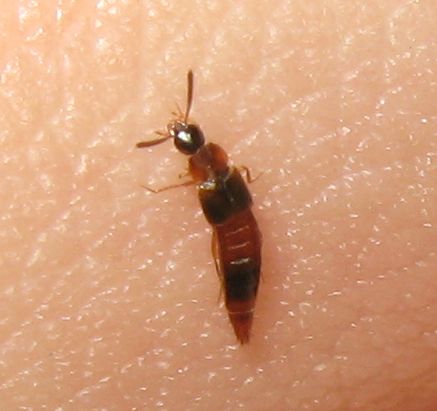 Dentro ad un fungo marcescente... Staphylinidae