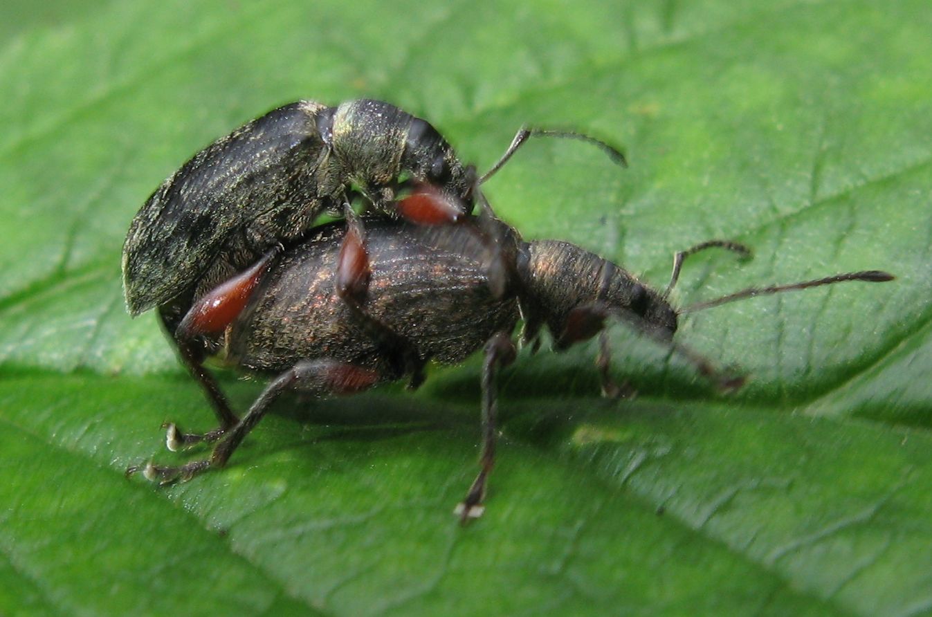 Otiorhynchus armadillo obsitus? - Phyllobius glaucus (cfr.)
