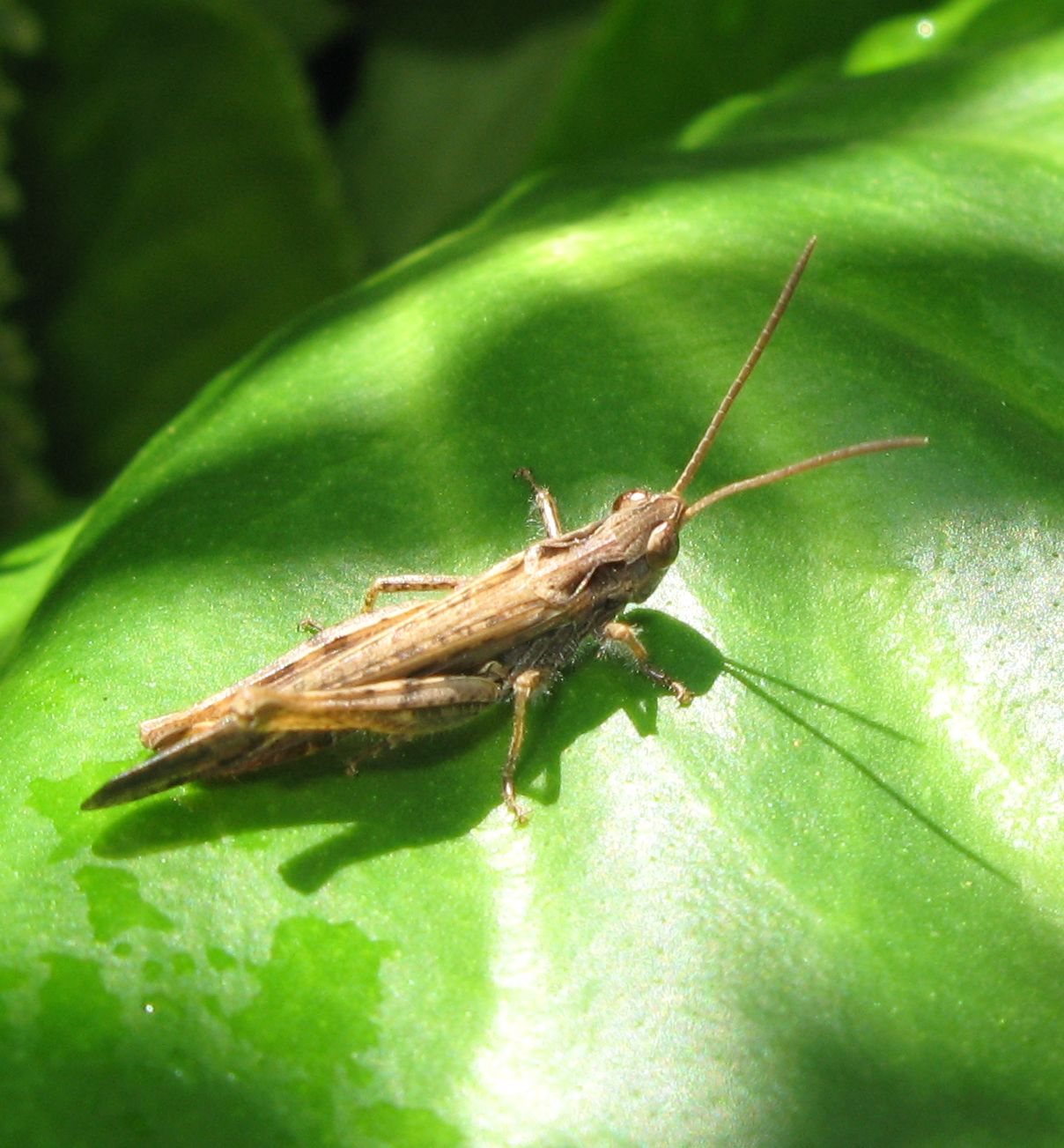 Chorthippus sp. (?) dal Trentino