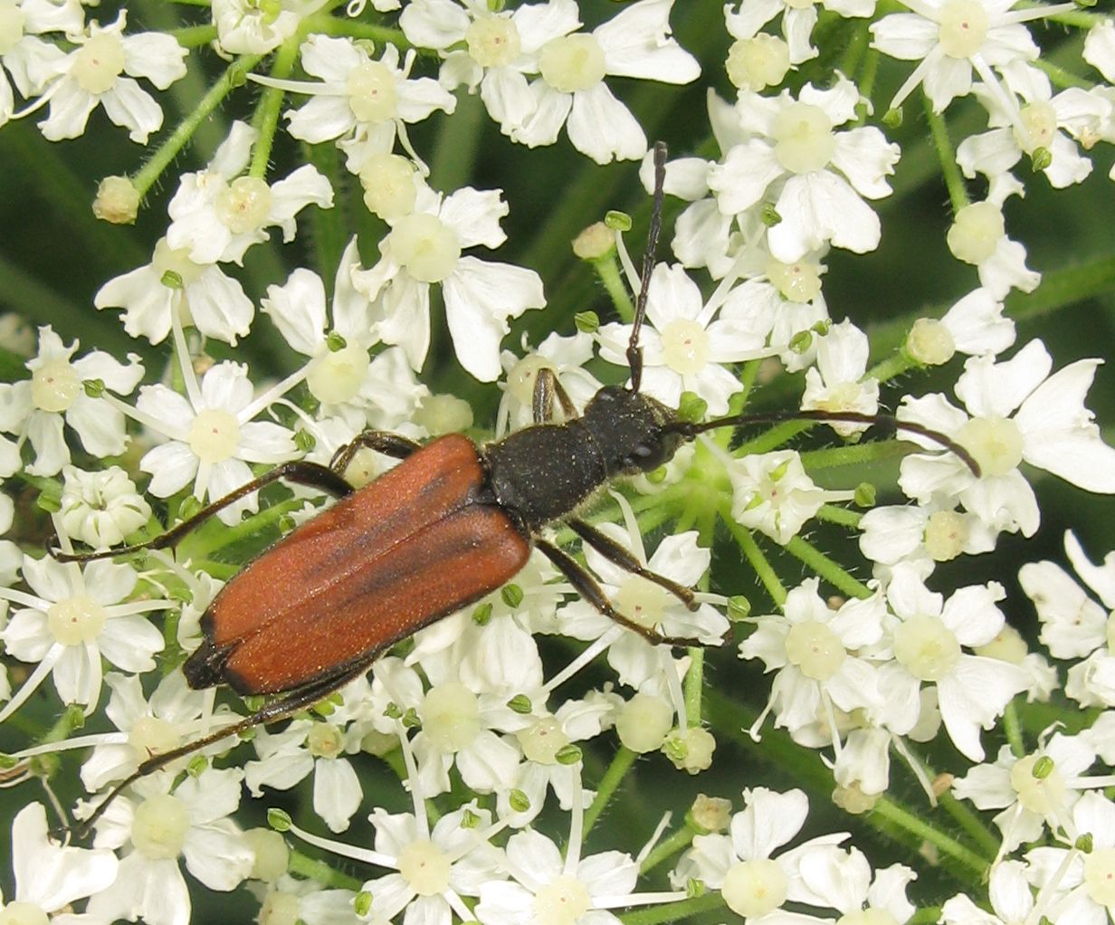 Femmina di Anastrangalia sanguinolenta ?