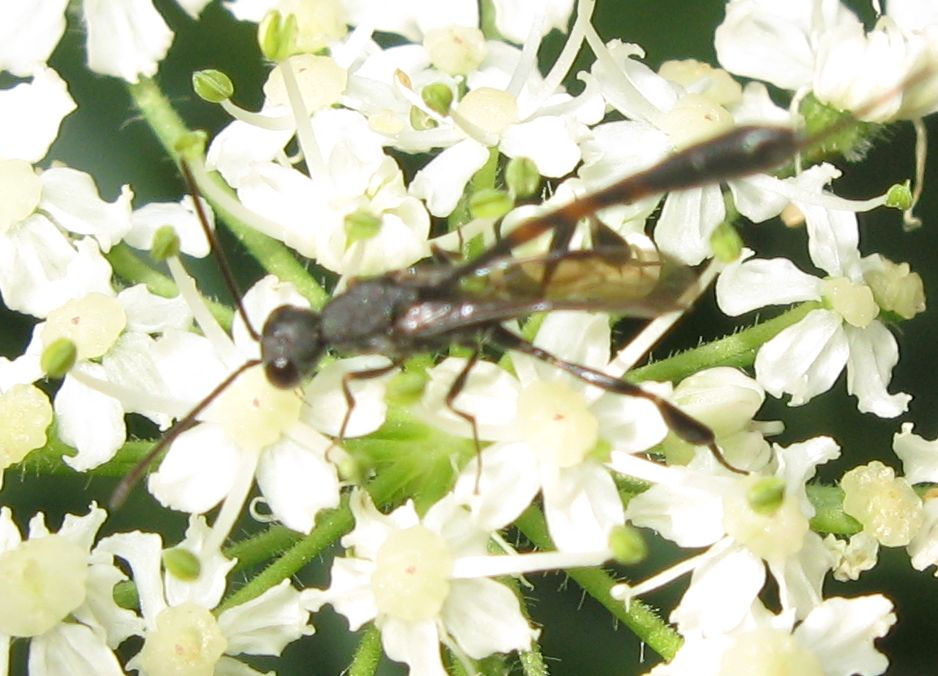 Gasteruption sp.