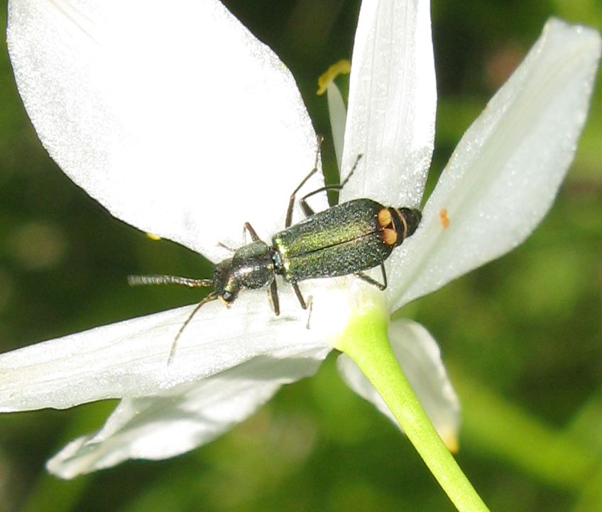 Clanoptilus elegans ?