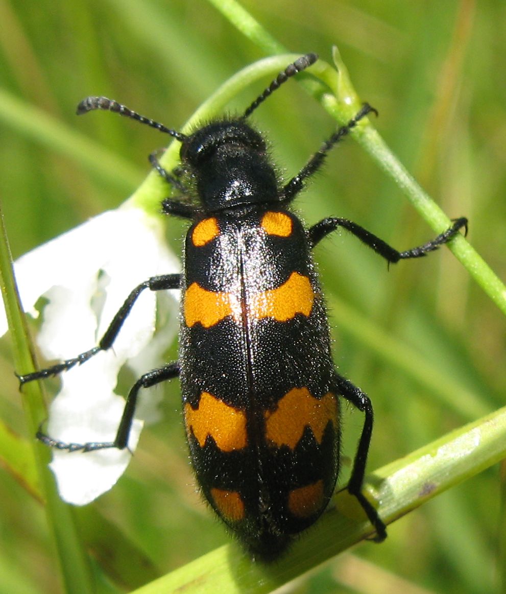 Mylabris variabilis ? Hycleus polymorphus
