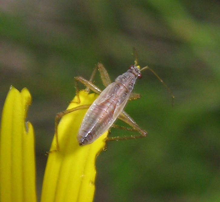 Eterottero da identificare (Miridae?) No, Nabidae - Nabis sp