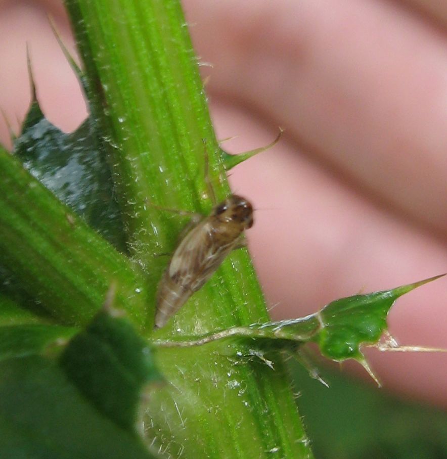 femmina di Evacanthus acuminatus