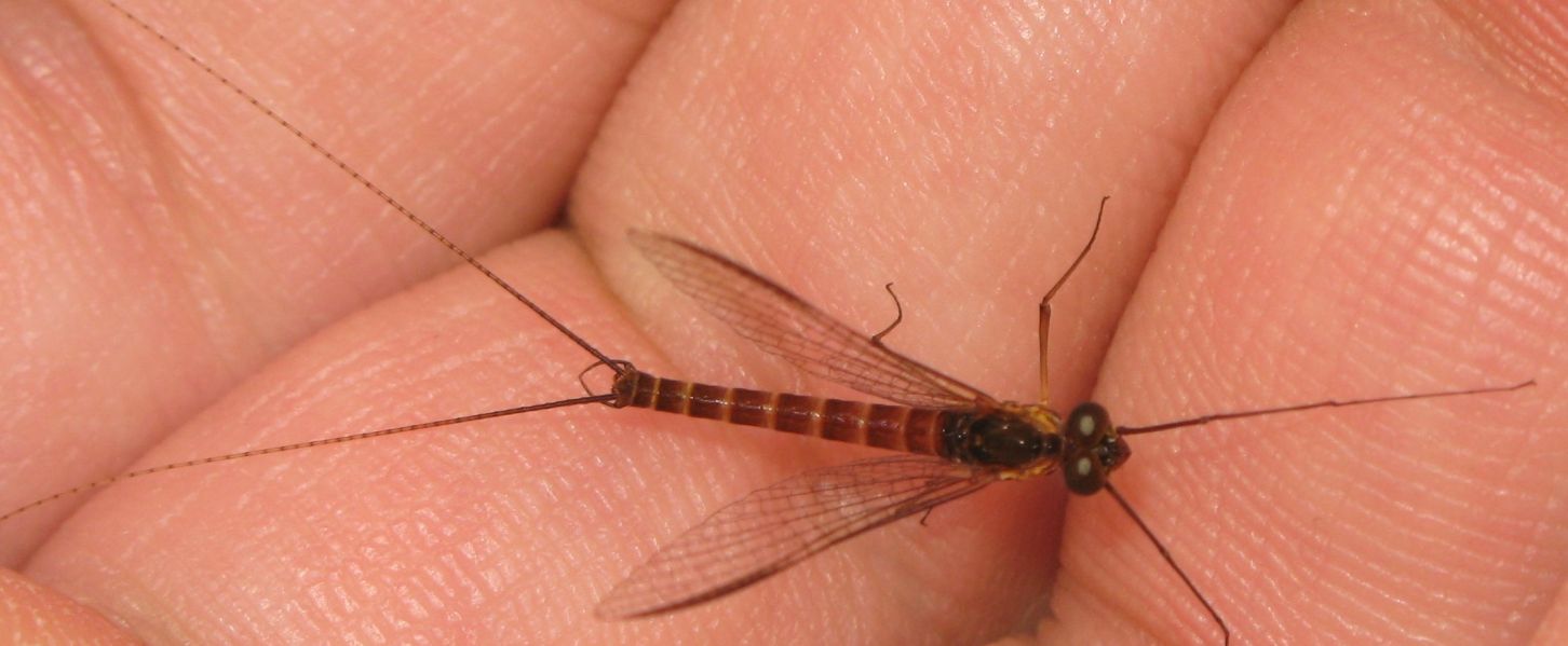 Effimera da identificare
