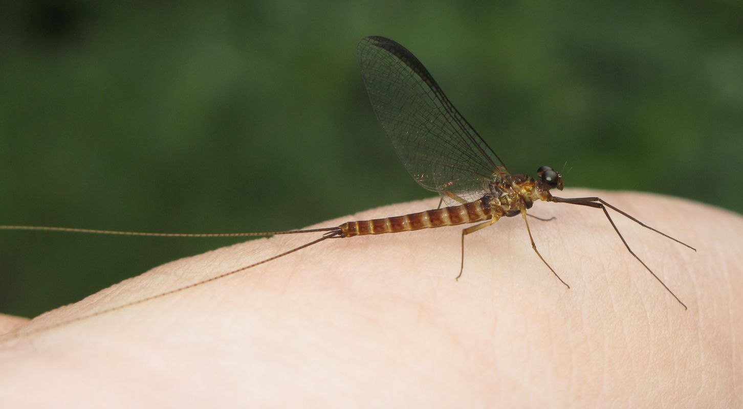 Effimera da identificare