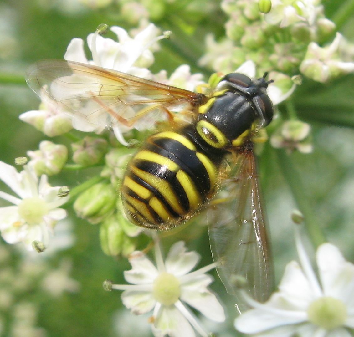 Chrysotoxum sp. (Syrphidae)