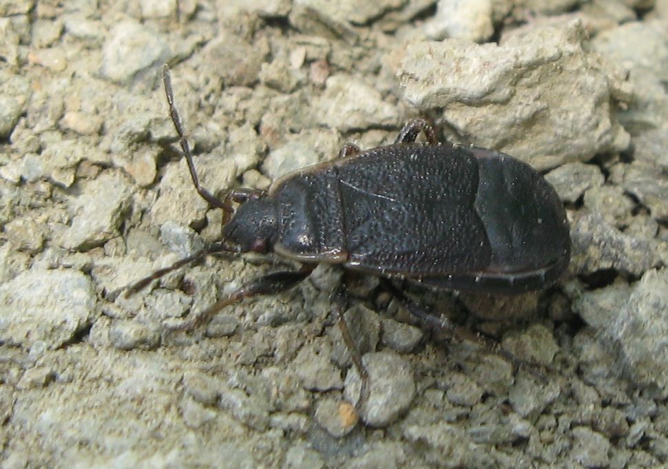 Pyrrhocoridae: Pyrrhocoris marginatus dell''Emilia (BO)