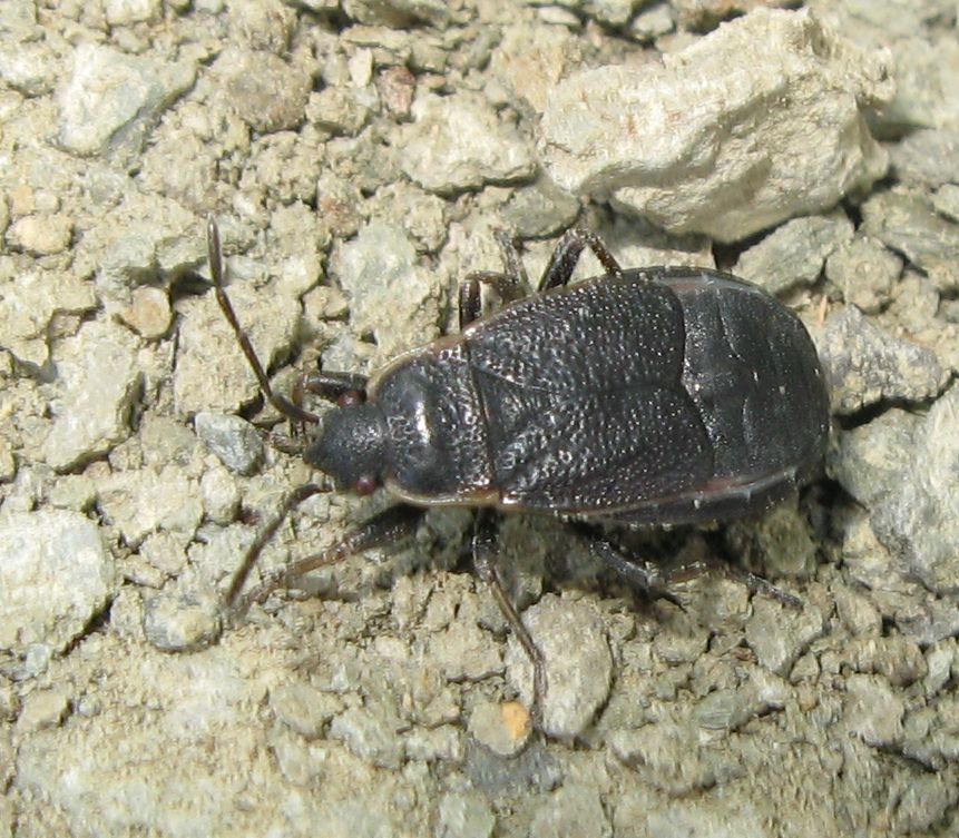 Pyrrhocoridae: Pyrrhocoris marginatus dell''Emilia (BO)