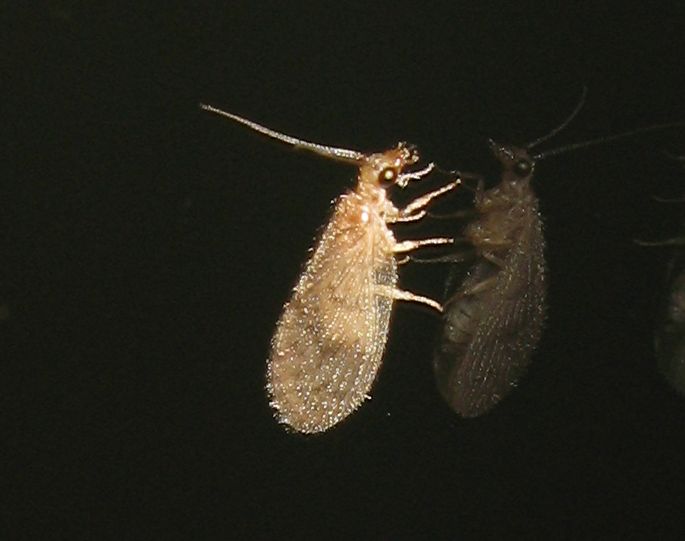 Hemerobiidae da Bologna: Sympherobius fallax